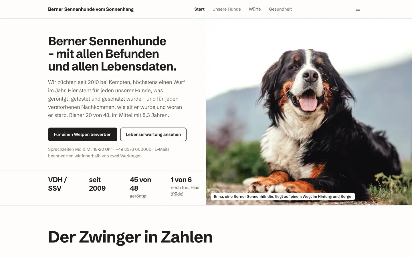 Berner Sennenhunde vom Sonnenhang