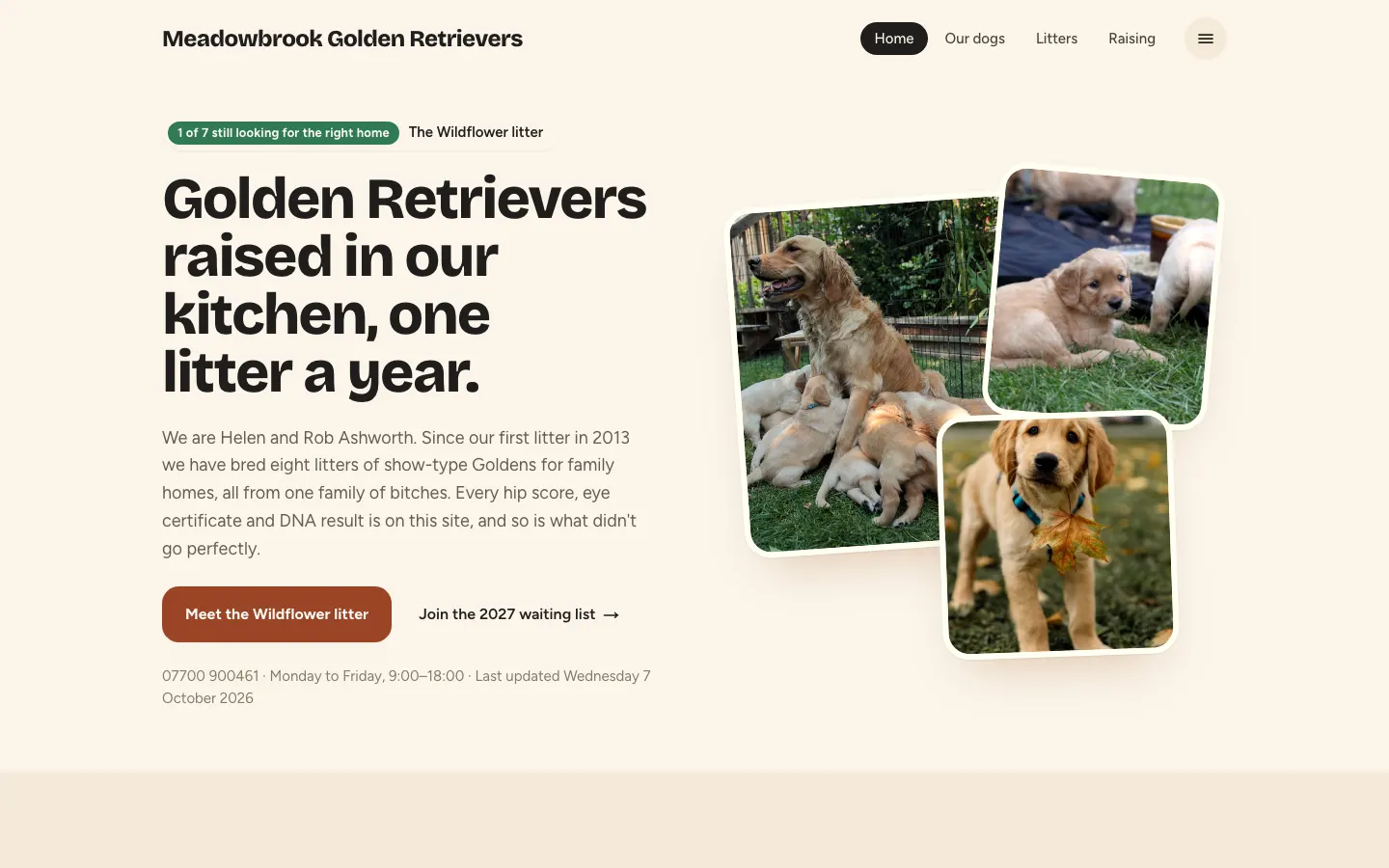 Meadowbrook Golden Retrievers