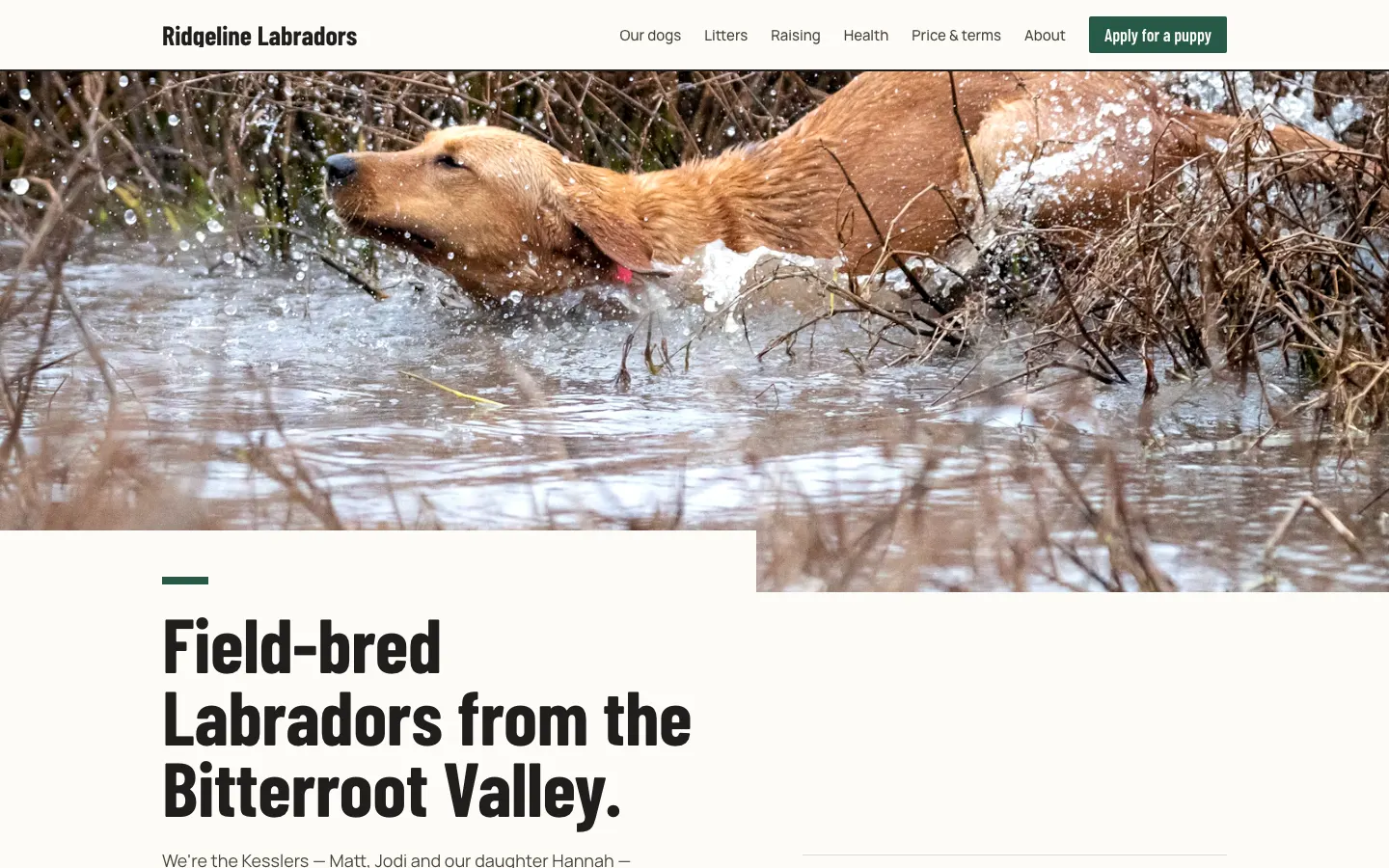 Ridgeline Labradors